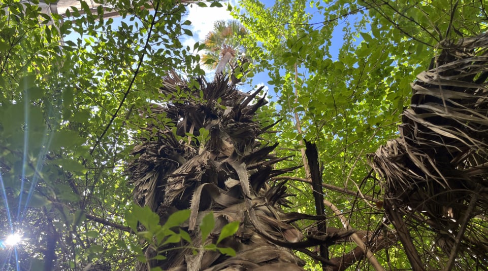 On the Threshold: A Nature Tour in Building Yards